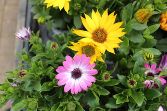 RESEARCH IN THE SPOTLIGHT-HOLISTIC HEALTH -CHINESE MEDICINE